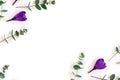 Frame of violet crocuses with green eucalyptus leaves and branches on a white background with space for text. Spring flowers Royalty Free Stock Photo