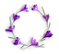 Frame of violet crocuses on a white background with space for text. Spring flowers. Top view, flat lay Royalty Free Stock Photo