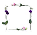 Frame of violet, pink flowers Eustoma Texas bluebells, bluebell, lisianthus, prairie gentian on a white background