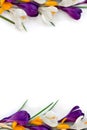 Frame of violet, white, yellow crocuses on a white background with space for text. Spring flowers. Top view, flat lay Royalty Free Stock Photo