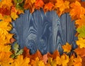 Frame from vivid colorful autumn leaves on the grunge wooden cyan desk, vintage seasonal background