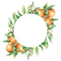 Frame with watercolor orange branches and flowers. Hand drawn illustration is isolated on white. Round border Royalty Free Stock Photo