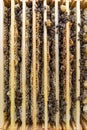 Frame with a wax honeycomb of honey with bees Royalty Free Stock Photo