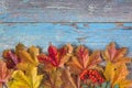 wet red and yellow maple leaves on old blue paint wooden background copy space Royalty Free Stock Photo