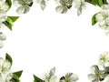 Frame with white flowers. PNG.