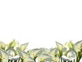 Frame of white flowers. PNG. Royalty Free Stock Photo