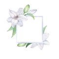 Frame of white lilies. Watercolor illustration. Hand drawing. Decorative item suitable for Wallpaper, wrapping paper and