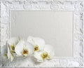 Frame with white orchids