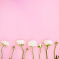 Frame of white ranunculus flowers and buds pink background. Flat lay, top view. Floral background. Royalty Free Stock Photo