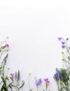 Frame of wild flowers, bell, carnation, lavender, burr, on a white canvas background. Top view, close-up. Royalty Free Stock Photo