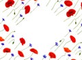 Frame of wildflowers, flowers red poppies corn rose, field poppy, coquelicot and cornflowers on white background