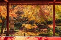 Frame between wooden pavilion and beautiful Maple tree in Japanese Garden and red carpet at Enkoji temple, Kyoto, Japan. Landmark Royalty Free Stock Photo