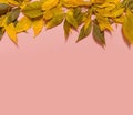 Frame from yellow autumn leaves with copy space for text isolated on pink background. Thanksgiving Day backdrop. Fall concept. Royalty Free Stock Photo