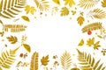 Frame from yellow leaves and dry leaves and flower on white background Royalty Free Stock Photo