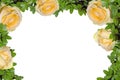 Frame of yellow roses. Royalty Free Stock Photo