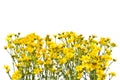 Frame with yellow senecios on a white background. Royalty Free Stock Photo