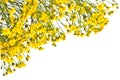 Frame with yellow senecios on a white background. Royalty Free Stock Photo