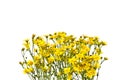 Frame with yellow senecios on a white background. Royalty Free Stock Photo