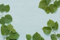 Frame of young green leaves on blue wooden background