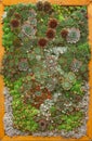 Framed abstract green houseleek succulent background, plant wall, floral pattern, landscaping ideas