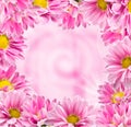 Framed color pink chrysanthemums Royalty Free Stock Photo