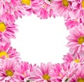 Framed color pink chrysanthemums Royalty Free Stock Photo