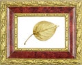 Framed gilded poplar leaf