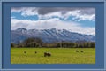 A Framed Photo Of Sheep Grazing In A Paddock With Snow covered Mountains Royalty Free Stock Photo