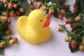 Framed Rubber Duckling Royalty Free Stock Photo