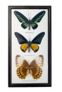 Framed set of three butterflies: Burmese jungle queen, rajah brooke`s birdwing and goolden birdwing