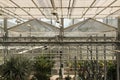 Framed steel ceiling in the Botanical garden. Greenhouse with a transparent roof