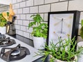 Framed taxidermy dragonfly art in a black and white subway tiled kitchen with numerous plants