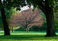 Framed Tree