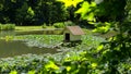 A framed view on the duck house in a pond Royalty Free Stock Photo