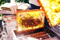 Frames of a bee hive. Beekeeper harvesting honey. The bee smoker