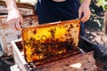 Frames of a bee hive. Beekeeper harvesting honey. The bee smoker