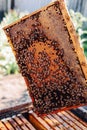 Frames of a bee hive. Beekeeper harvesting honey. The bee smoker