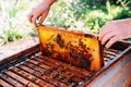 Frames of a bee hive. Beekeeper harvesting honey. The bee smoker