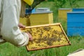 Frames of a bee hive. Beekeeper harvesting honey.Beekeeper Inspecting Bee Hive.