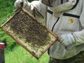 Frames of a bee hive. Beekeeper harvesting honey