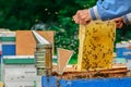 Frames of a bee hive. Beekeeper harvesting honey.Beekeeper Inspecting Bee Hive.