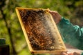 Frames of a bee hive. Beekeeper harvesting honey. The bee smoker is used to calm bees before frame removal. Close up