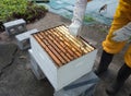 a beekeeper performing a split at an apiary in the Caribbean Royalty Free Stock Photo