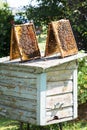 Frames with honeycombs with honey and with bees on it on beehive outdoors, frames with honeycomb in nature background