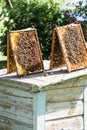 Frames with honeycombs with honey and with bees on it on beehive outdoors, frames with honeycomb in nature background