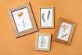 Frames with pressed dried flowers and plant leaf on orange background. Beautiful herbarium Royalty Free Stock Photo