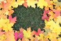 Framework from maple leaves Royalty Free Stock Photo