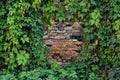 Framing an old brick wall with green ivy leaves. Copy space Royalty Free Stock Photo