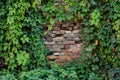 Framing an old brick wall with green ivy leaves. Copy space Royalty Free Stock Photo