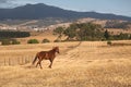 Framland with horse